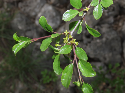 Rock buckthorn (Rhamnus saxatilis)