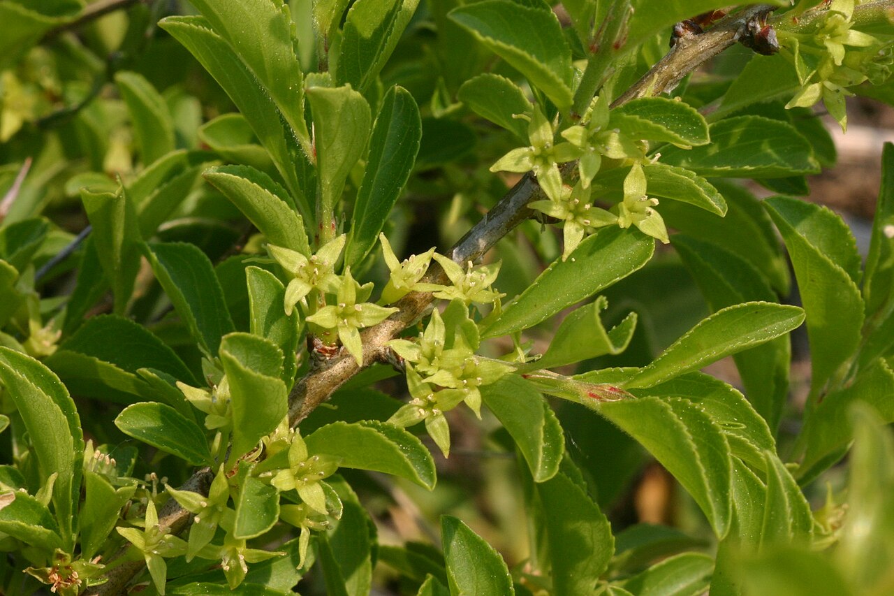 Rock buckthorn: Rhamnus saxatilis