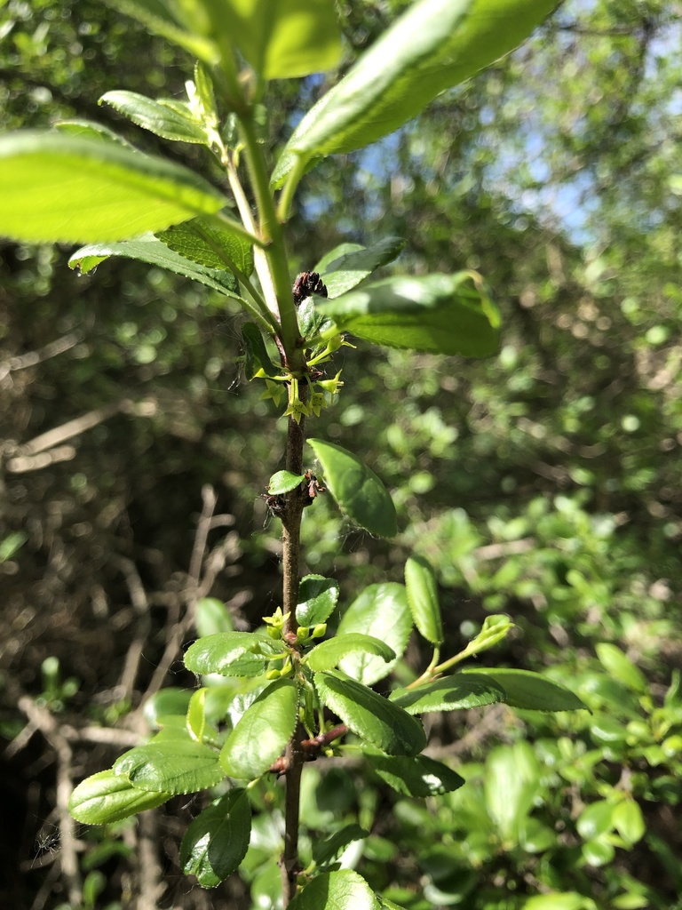 Rock buckthorn (Rhamnus saxatilis)