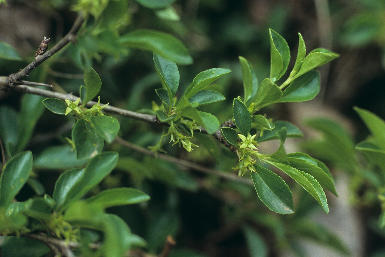 Rock buckthorn: Rhamnus saxatilis Debeli vrh, Slovenia