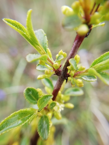 Rock buckthorn (Rhamnus saxatilis)