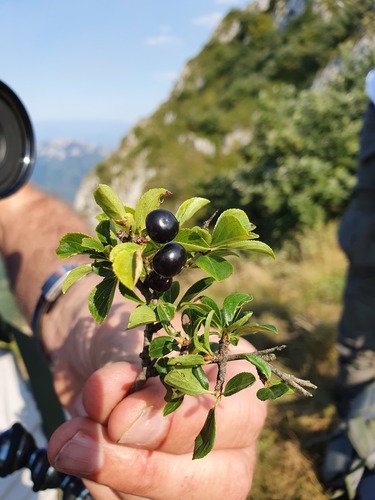 Rock buckthorn (Rhamnus saxatilis)