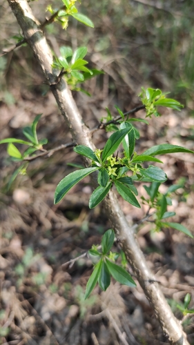 Rock buckthorn (Rhamnus saxatilis)