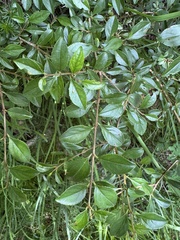 Rock buckthorn (Rhamnus saxatilis)