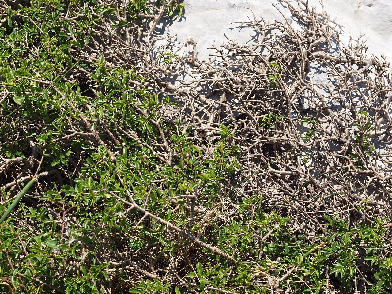 Rock buckthorn: chasmophytic oromediterranean flora, Orjen, Montenegro