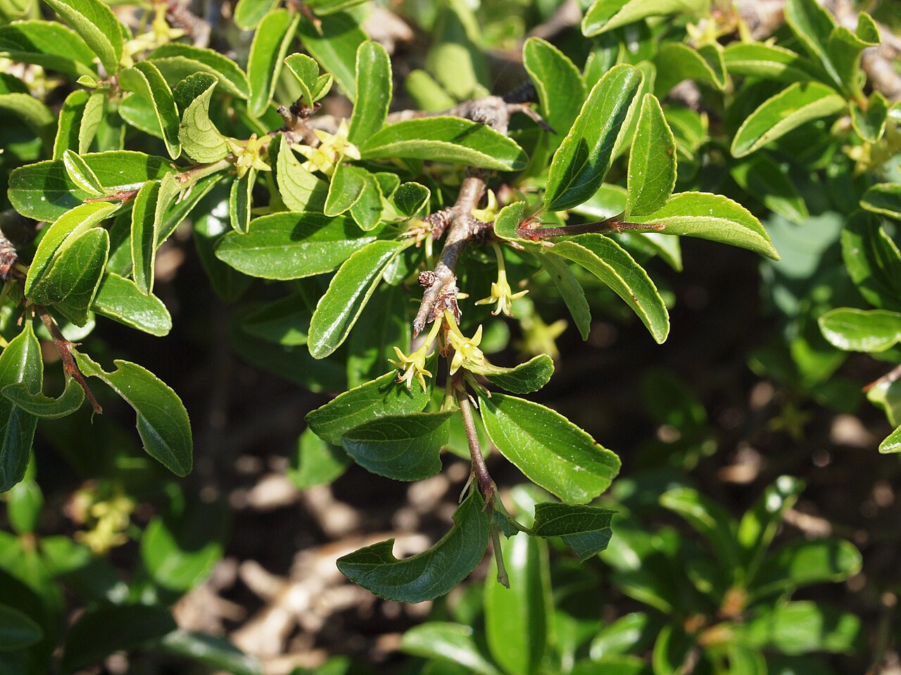 Rock buckthorn: Rhamnus saxatilis, Orjen Montenegro