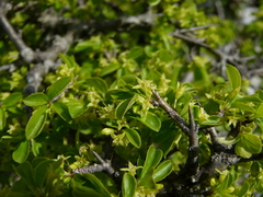 Rock buckthorn (Rhamnus saxatilis)