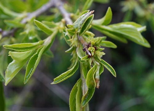 Rock buckthorn (Rhamnus saxatilis)