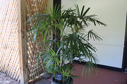 Bamboo palm: Coastal Georgia Botanical Gardens, Savannah, Chatham County, Georgia