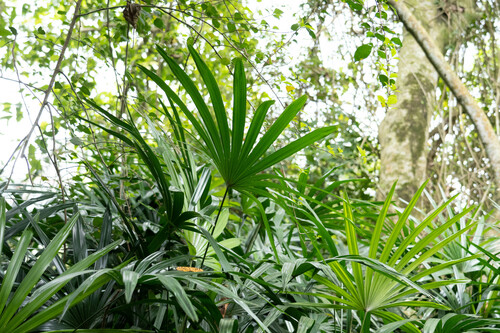 Bamboo palm (Rhapis excelsa)