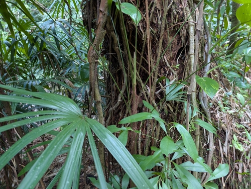 Bamboo palm (Rhapis excelsa)