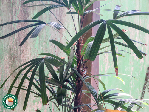 Bamboo palm (Rhapis excelsa)