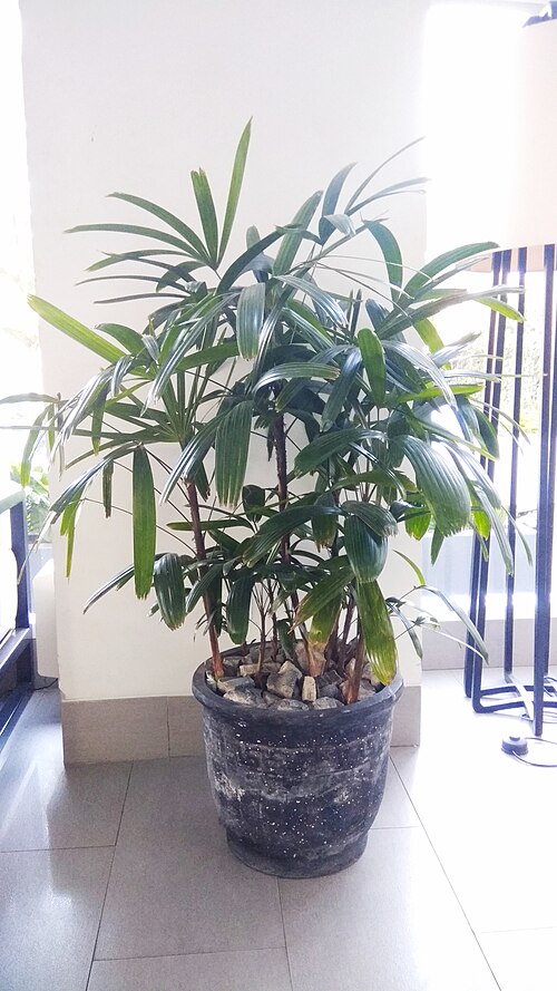 Bamboo palm: Rhapis excelsa at hotel citradream Cirebon