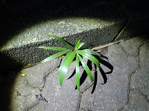 Bamboo palm (Rhapis excelsa)