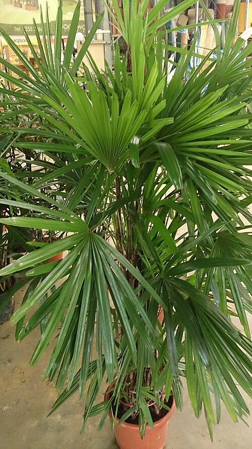 Bamboo palm: Rhapis excelsa. Common name: Broadleaf Lady Palm.