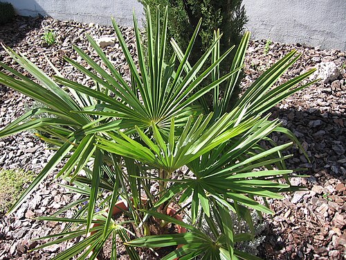 Bamboo palm: Rhapis excelsa