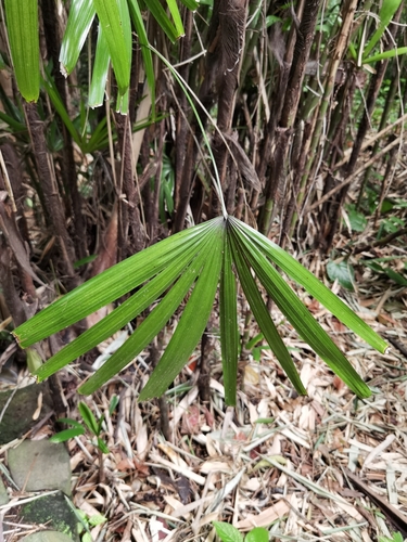 Bamboo palm (Rhapis excelsa)