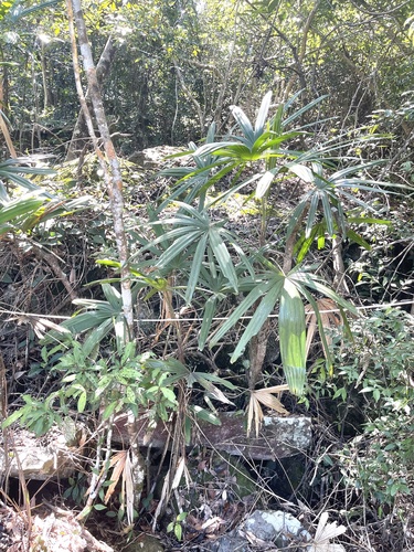 Bamboo palm (Rhapis excelsa)