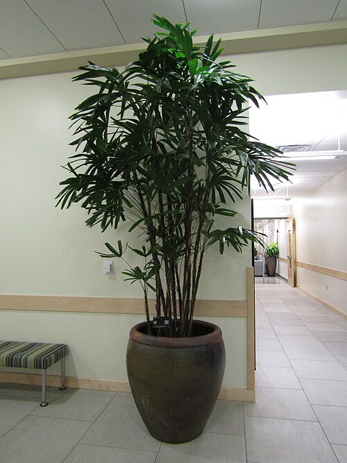 Bamboo palm: The lady palm at the Life Sciences Building, BYU.