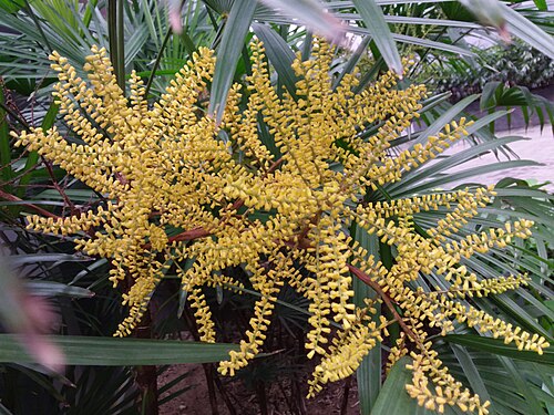 Bamboo palm: HK Yellow flowers TKL Tiu Keng Leng Rhapis excelsa 棕榈科 Palmae 棕竹属 Rhapis 筋头竹 March 2019 SSG 观音竹