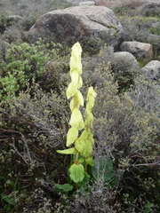 Rheum alexandrae (Rheum alexandrae)