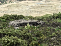 Rheum alexandrae (Rheum alexandrae)