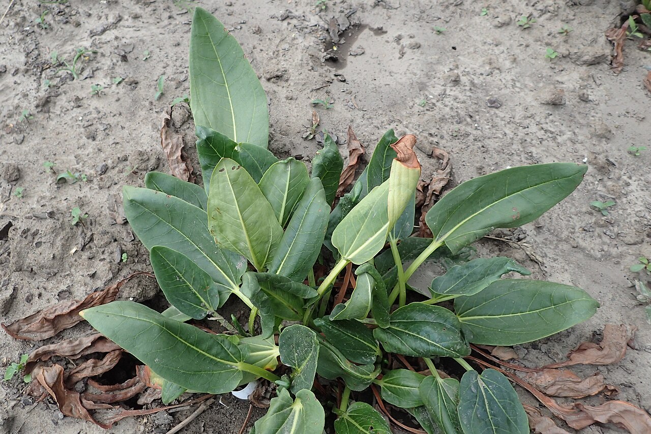 Rheum alexandrae: Rheum alexandrae in PAN Botanical Garden in Warsaw