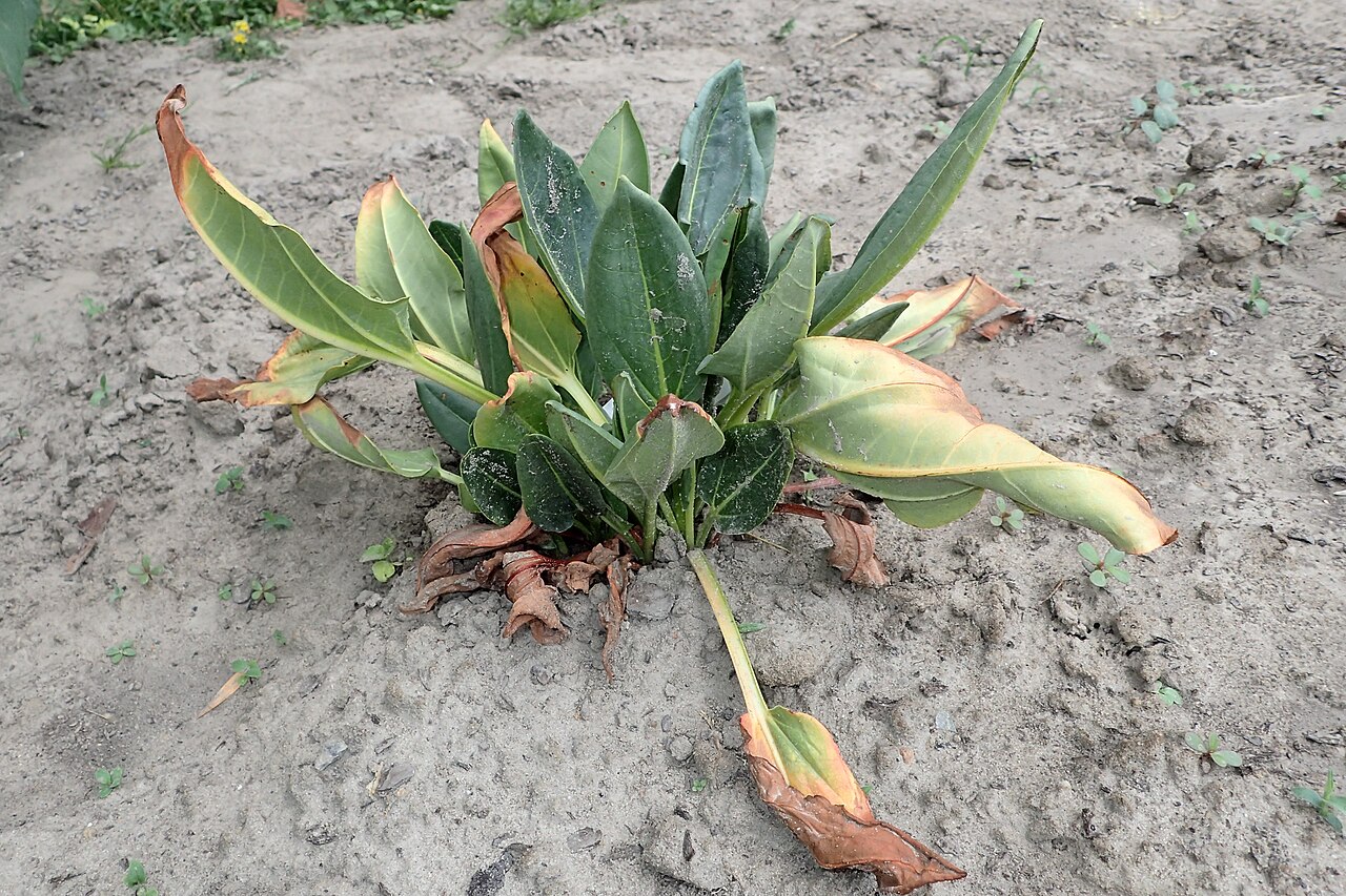 Rheum alexandrae: Rheum alexandrae in PAN Botanical Garden in Warsaw