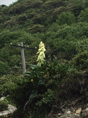 Rheum alexandrae (Rheum alexandrae)