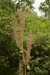 Rheum australe (Rheum australe)