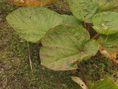 Rheum australe (Rheum australe)