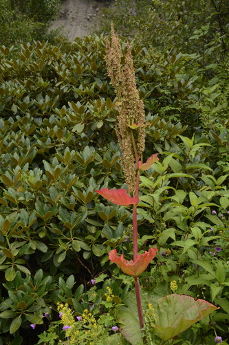 Rheum australe (Rheum australe)