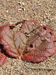 Rheum nanum (Rheum nanum)