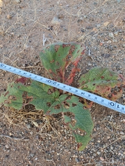 Rheum nanum (Rheum nanum)