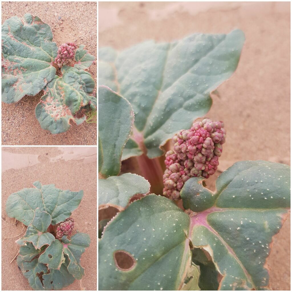 Rheum nanum (Rheum nanum)
