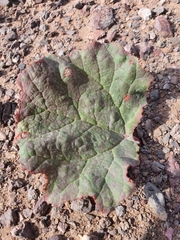 Rheum nanum (Rheum nanum)
