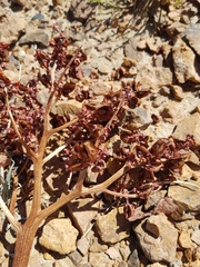 Rheum nanum (Rheum nanum)