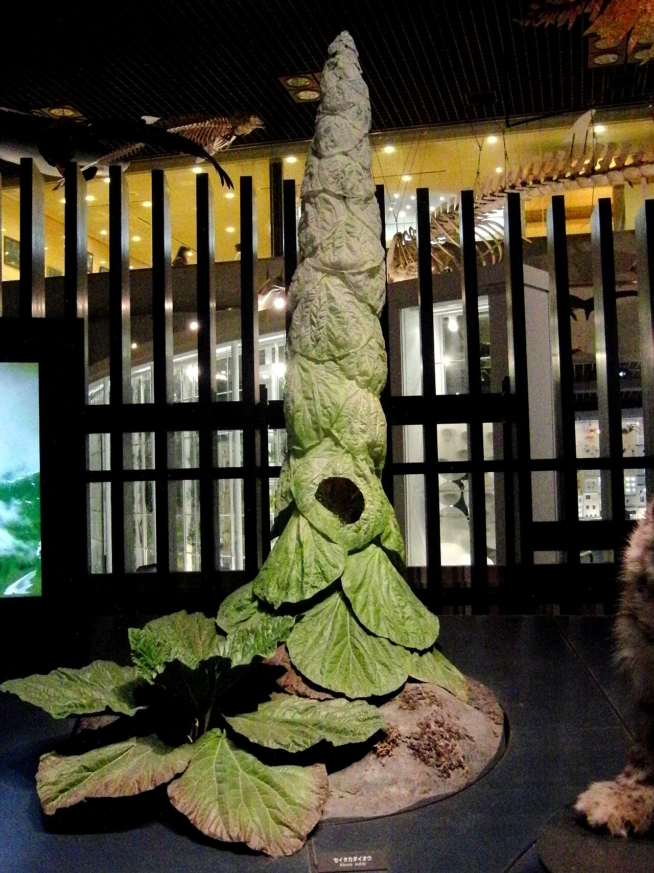 Rheum nobile: Actual size replica of Rheum nobile . Exhibit in the National Museum of Nature and Science , Tokyo , Japan .
