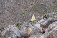 Rheum nobile (Rheum nobile)