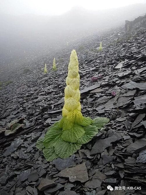 Rheum nobile: Rheum nobile photographed on a rocky slope