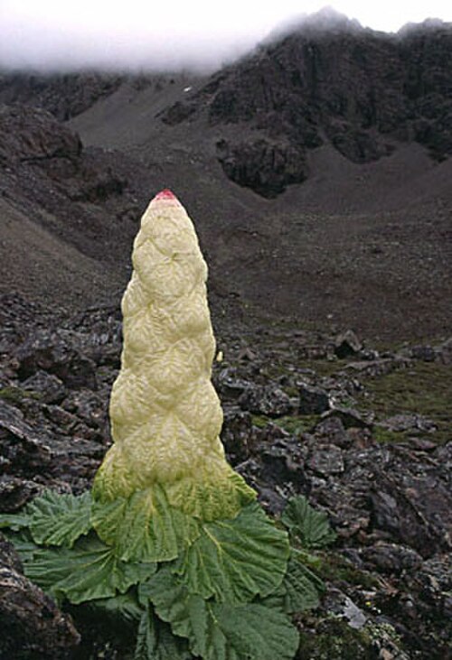 Rheum nobile: Noble/Sikkim rhubarb (Rheum nobile)