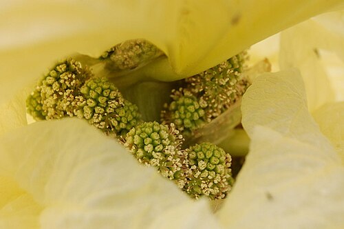 Rheum nobile: Rheum nobile Hook. f. & Thomson: flower