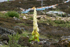 Rheum nobile (Rheum nobile)