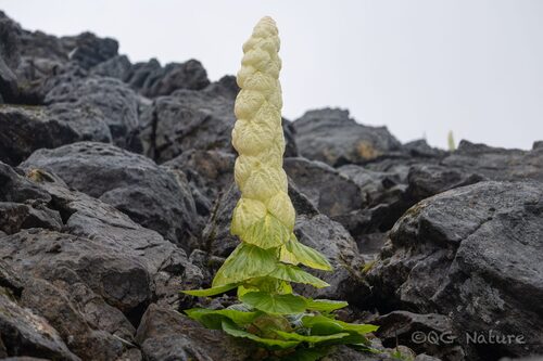Rheum nobile (Rheum nobile)