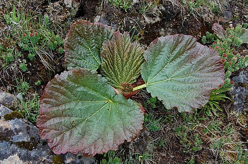 Rheum nobile: Rheum nobile Hook. f. & Thomson: leaf