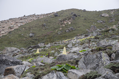 Rheum nobile (Rheum nobile)