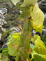 Rheum nobile (Rheum nobile)