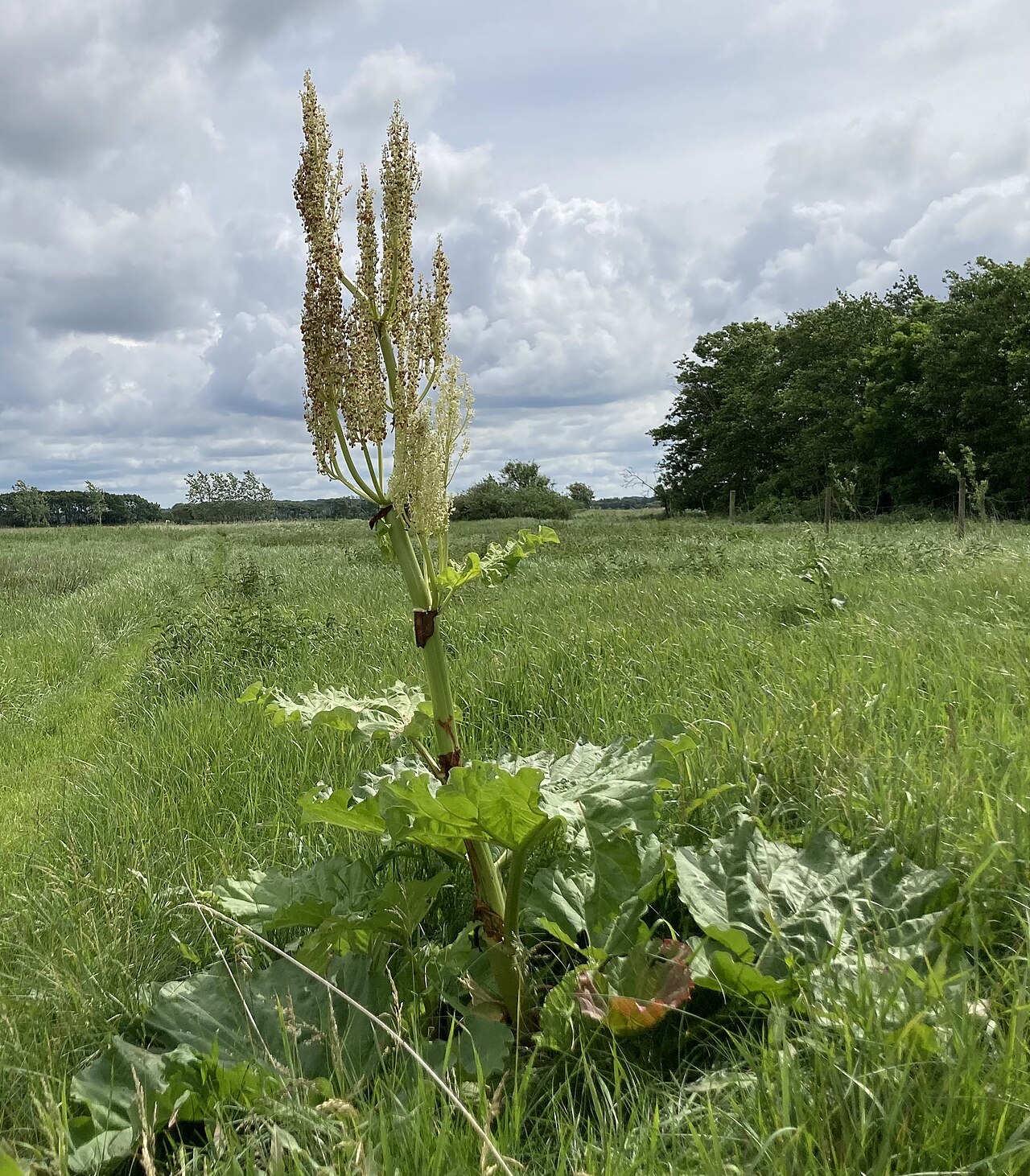 Chinese rhubarb: A two meter blooming Rheum officinale
