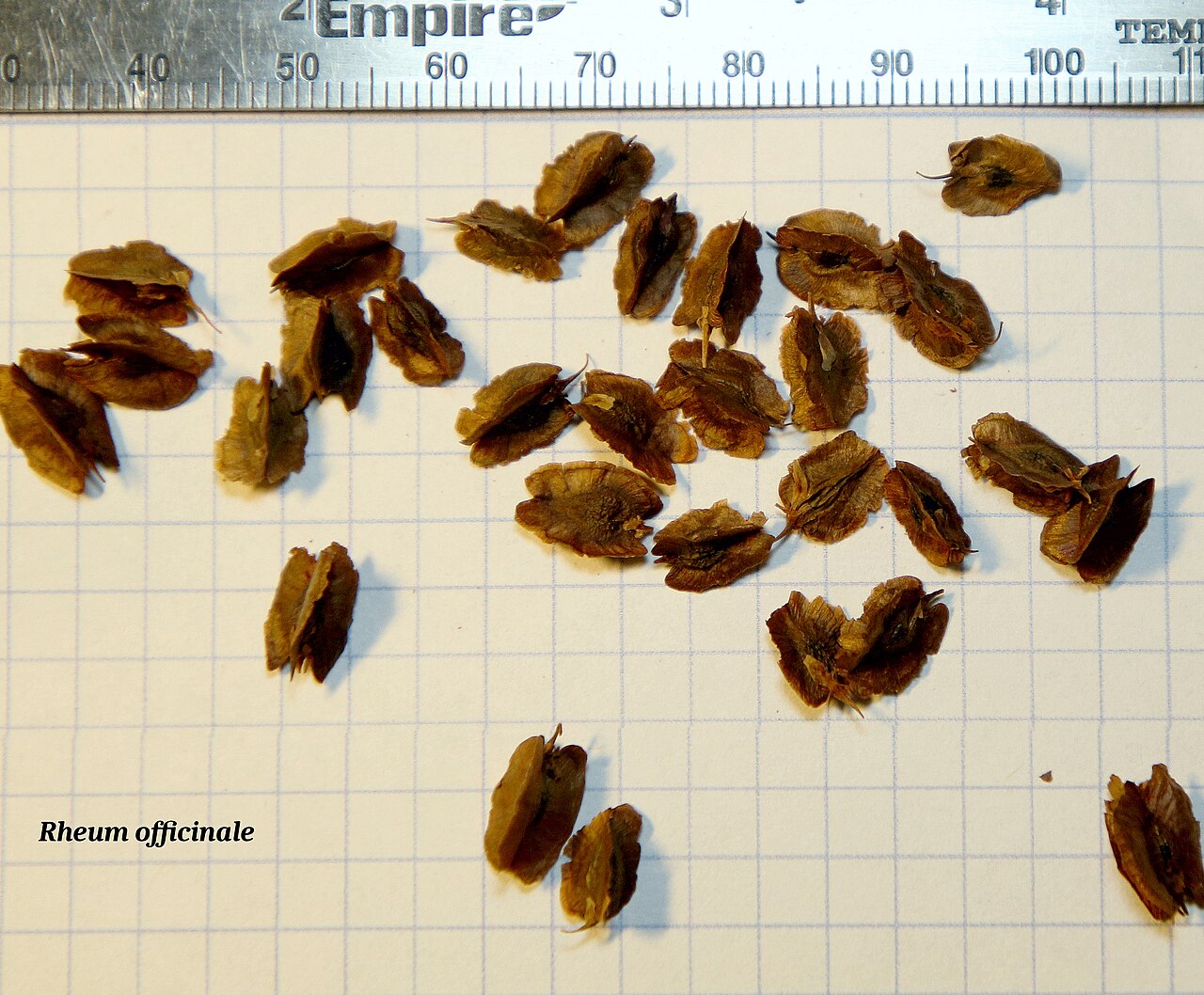 Chinese rhubarb: Rheum officinale seeds
