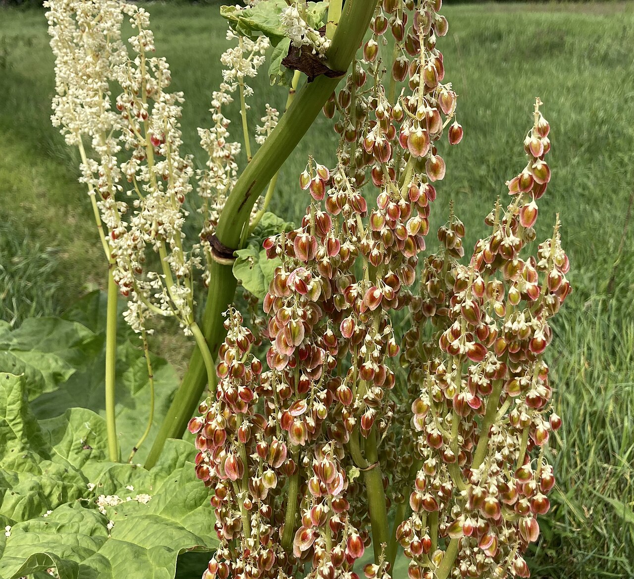 Chinese rhubarb: Flowers of Rheum officinale